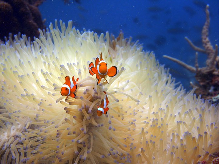 Clown Fish.jpg