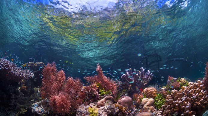 Coral Reef_Biodiversity Podcast.jpg