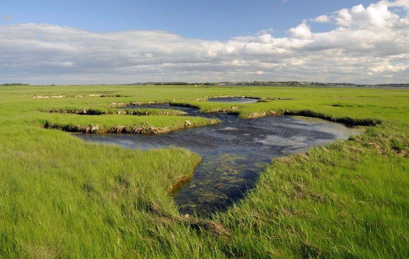 Estuarine%20wetland%2C%20or%20salt%20marsh.jpg