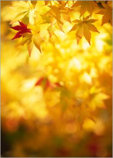 Forest_yellow_leaves_232.jpg