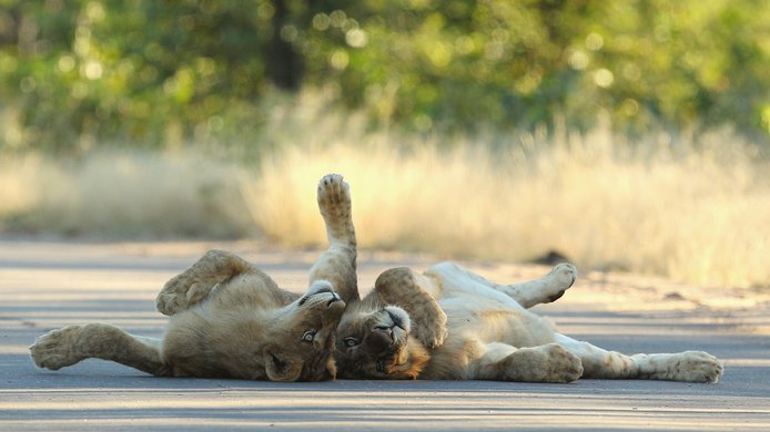 Lions playing Resources Radio
