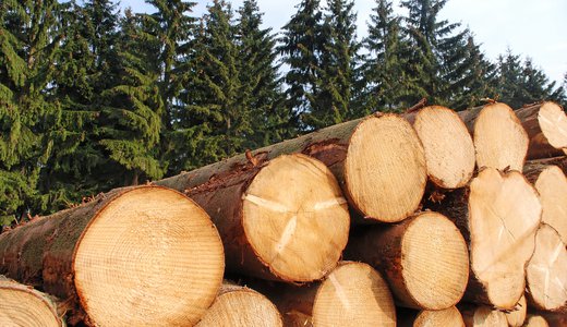 logging pine