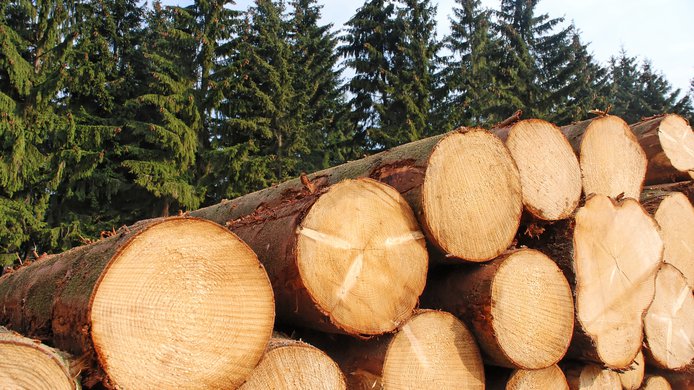 logging pine