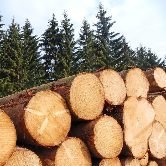 logging pine