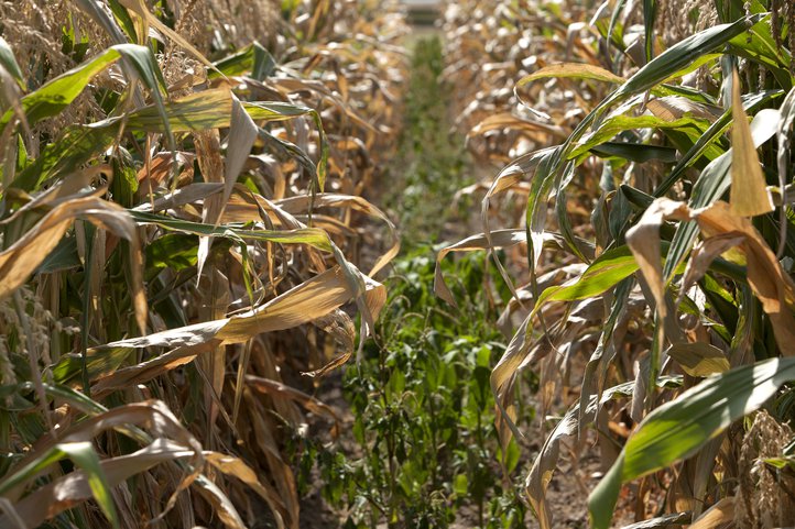 200 drought crop 2