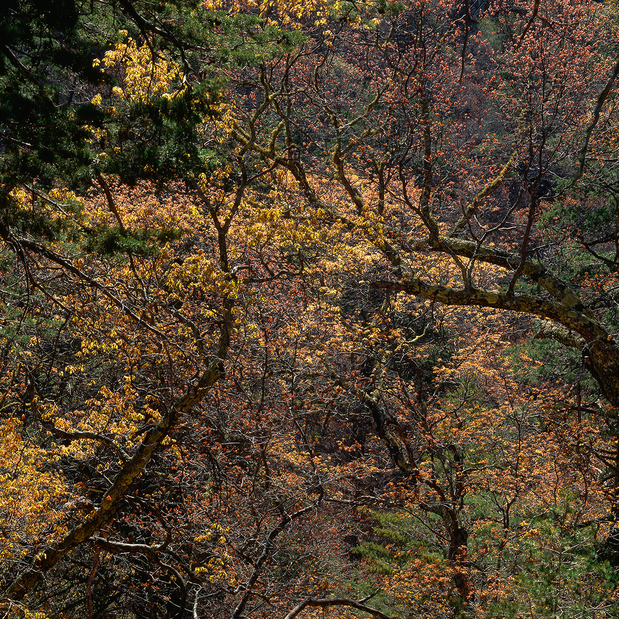A forest of oaks and conifers in Big Bend National Park, Texas, ca. 1980s.