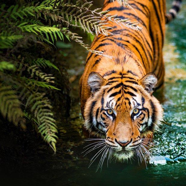Endangered species