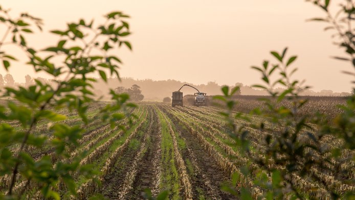 Corn Field.jpg