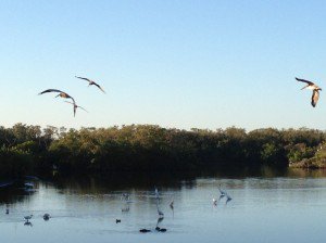 Pelican-Bay-Wildlife-300x224.jpg