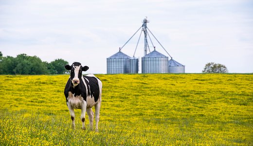 Resources Radio_Cow.jpg