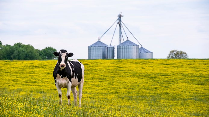 Resources Radio_Cow.jpg