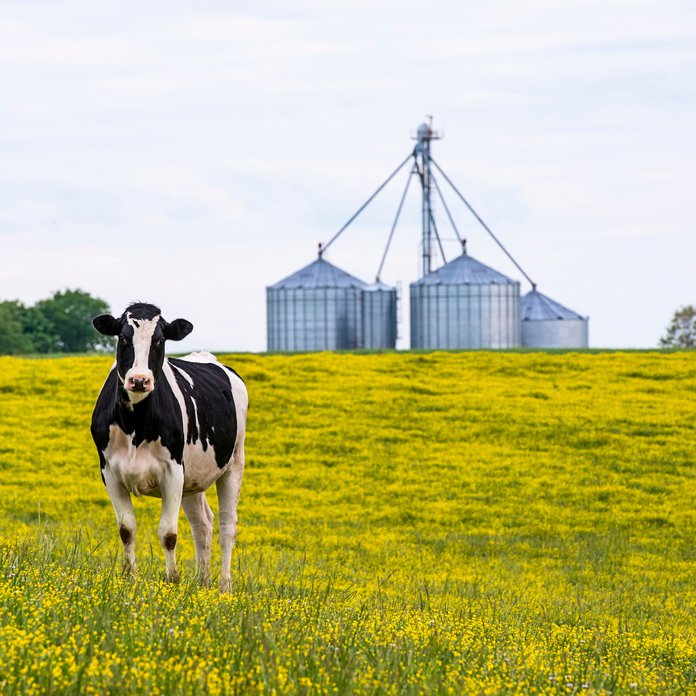 Resources Radio_Cow.jpg