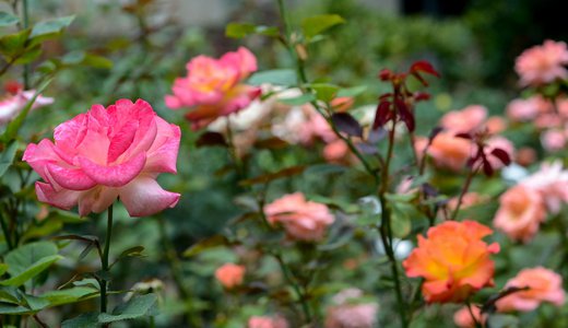 Rose Garden 4_small.jpg