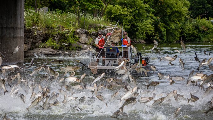 asian carp.jpg