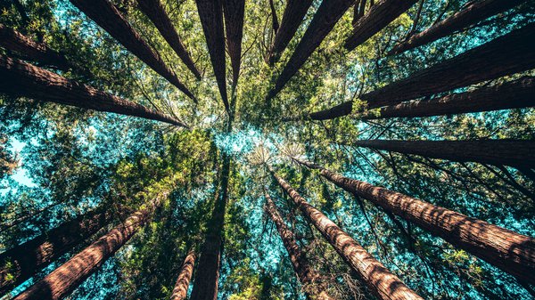 Carbon Offsets, Sweet and Sour Oils, and More - Vimarsana News
