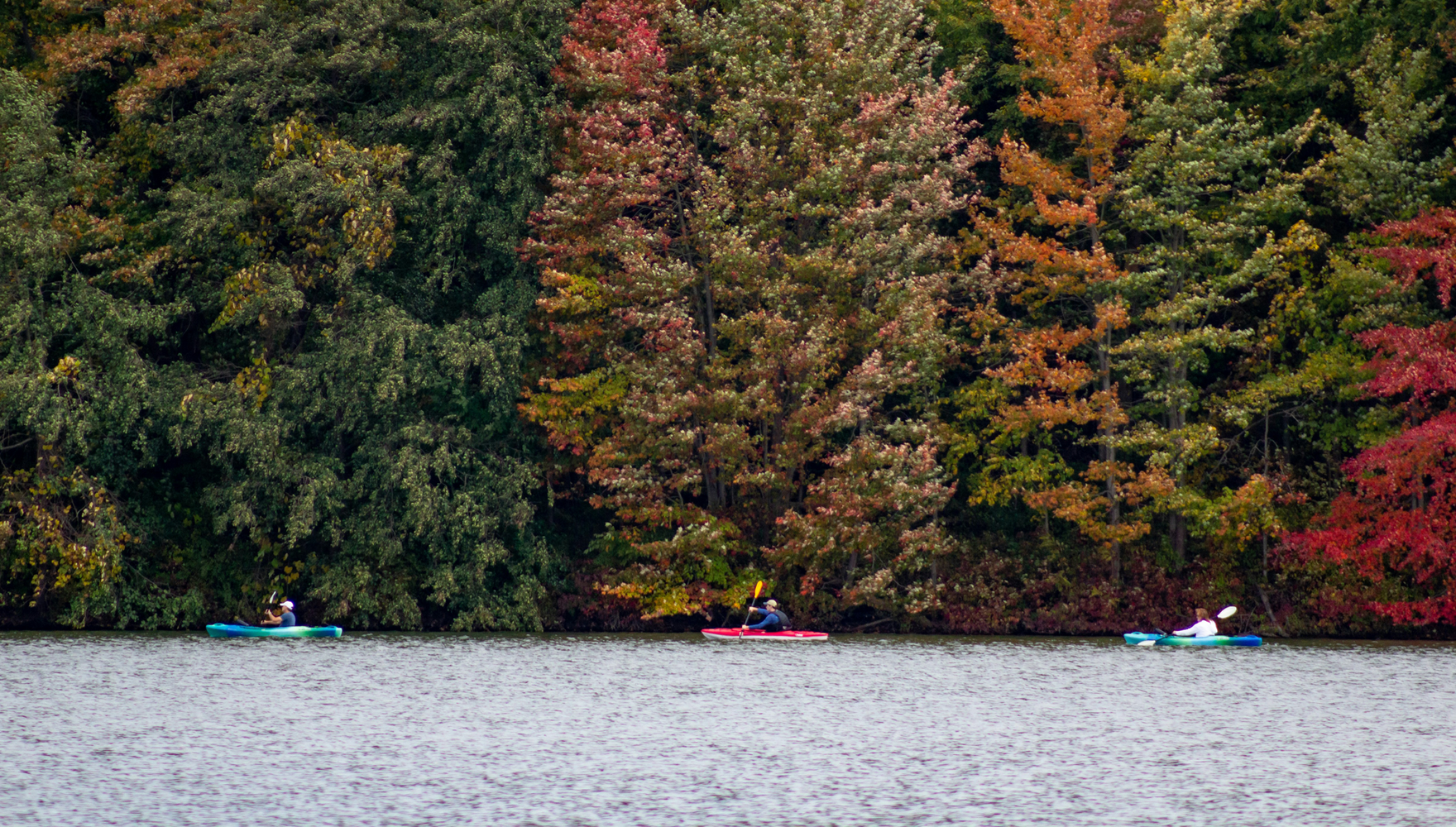 Color photo of three kayakers paddling in a row down a river in Pennsylvania, with very tall trees showing fall colors of leaves