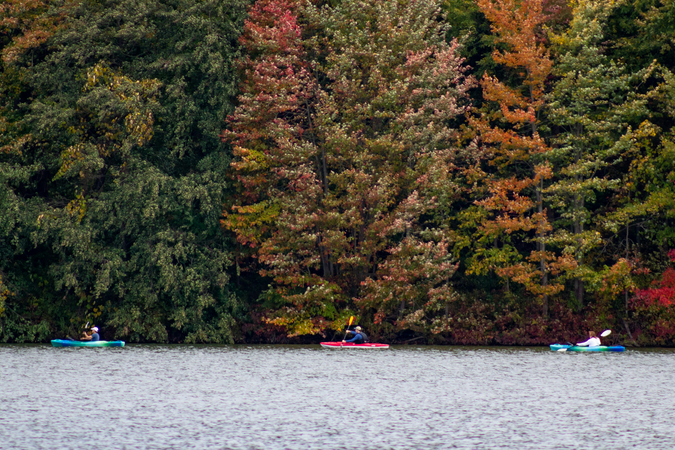 Color photo of three kayakers paddling in a row down a river in Pennsylvania, with very tall trees showing fall colors of leaves
