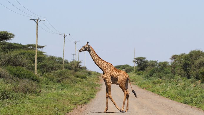 giraffe pic.jpg