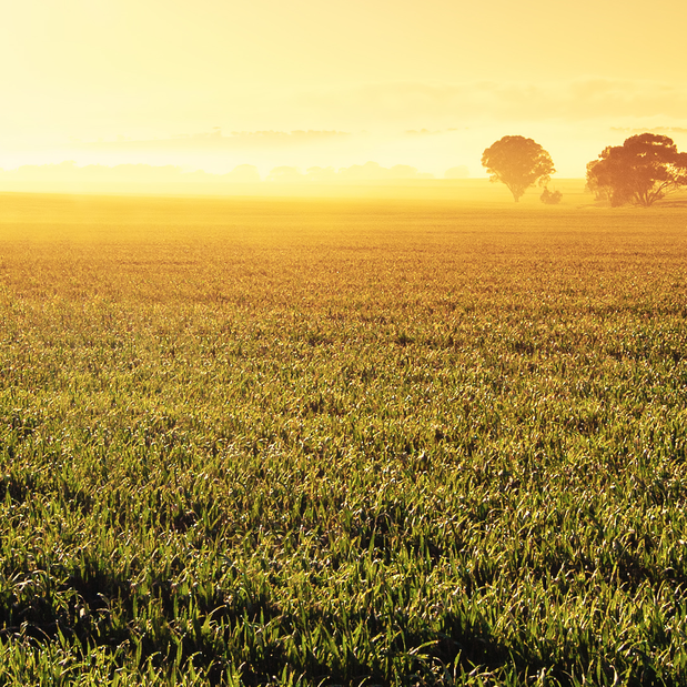 potential biofuels image