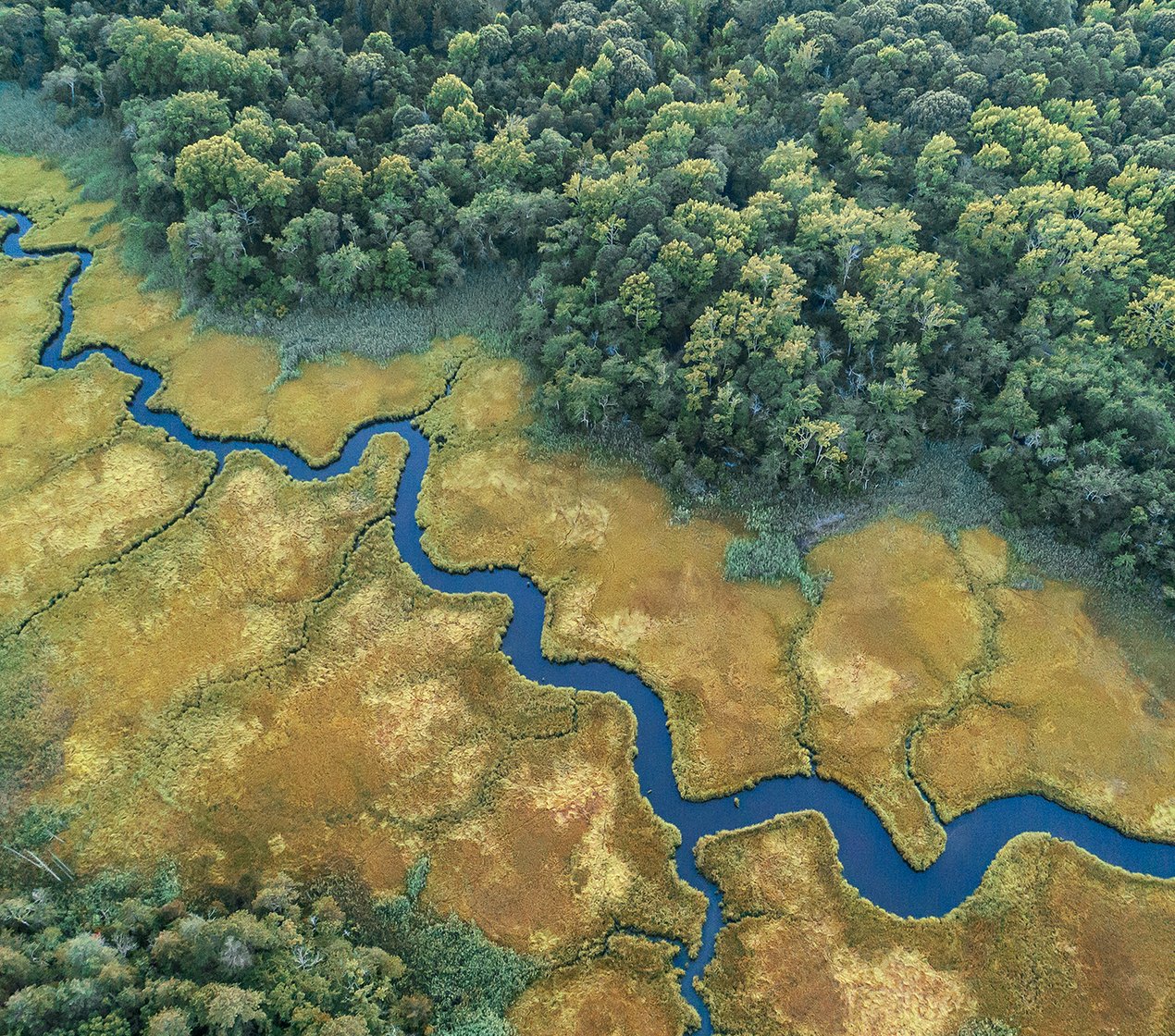 Wetland compressed.jpg