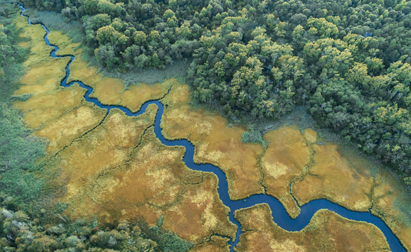Wetland compressed.png