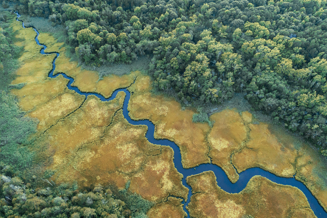 Wetland compressed.png