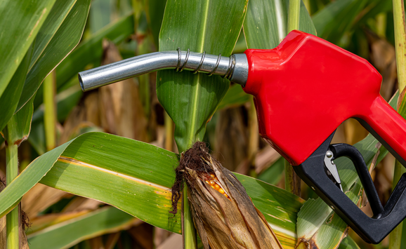 A red fuel pump in a corn field.