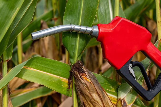 A red fuel pump in a corn field.