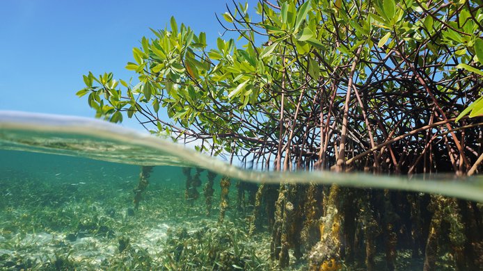 Mangrove tree and water