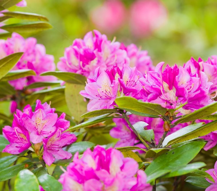 Rhododendron flowers