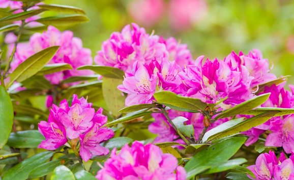 Rhododendron flowers