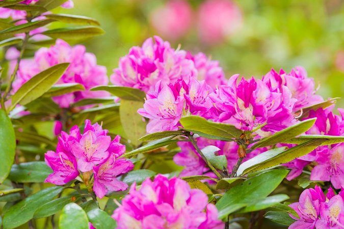 Rhododendron flowers