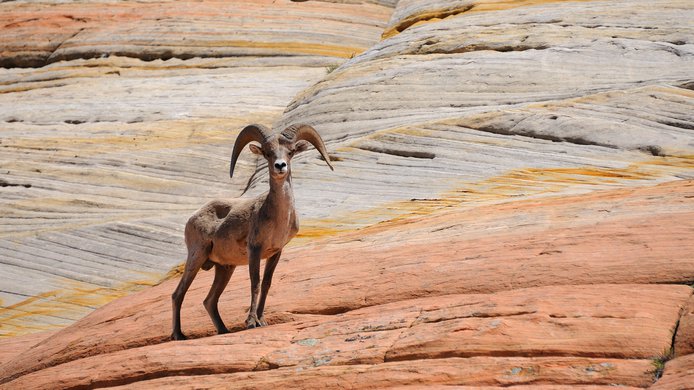 Mountain sheep / red rocks