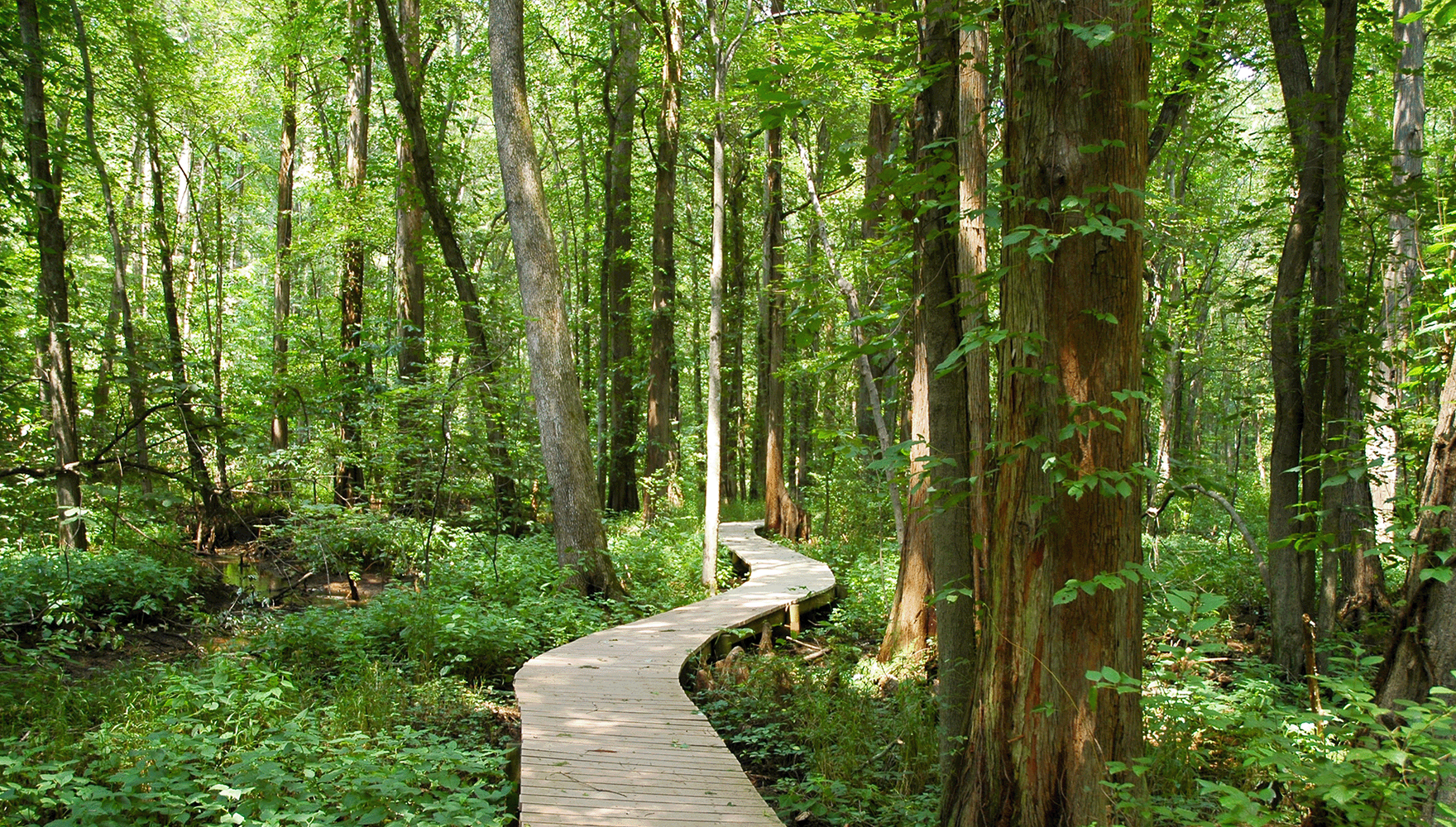 A boardwalk path winds through cypress stands