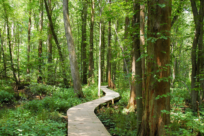 A boardwalk path winds through cypress stands