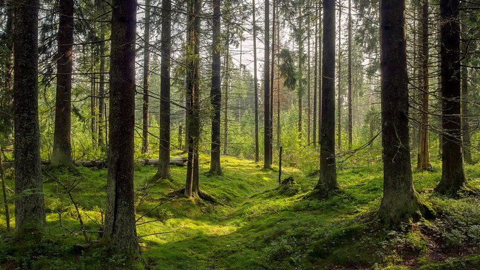 shutterstock_601970732.jpg