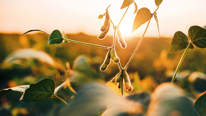 soybeans field agriculture