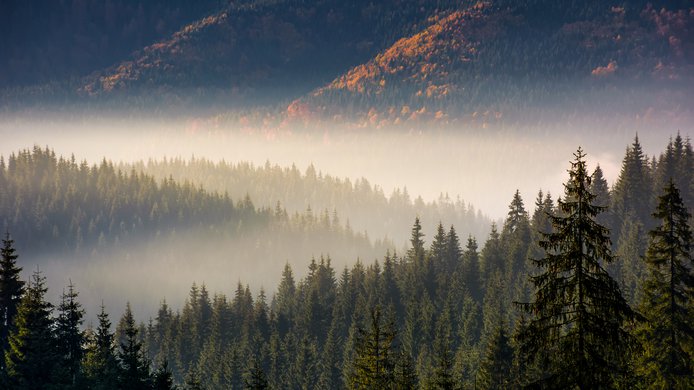 Foggy forest.jpg